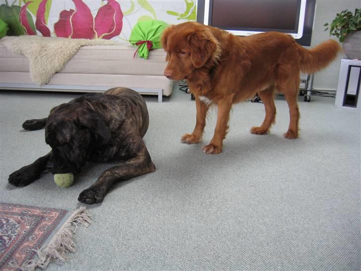 Boerboel Kiwi **SOLGT** billede 17