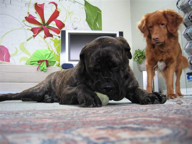 Boerboel Kiwi **SOLGT** - !In the end, I won" billede 18