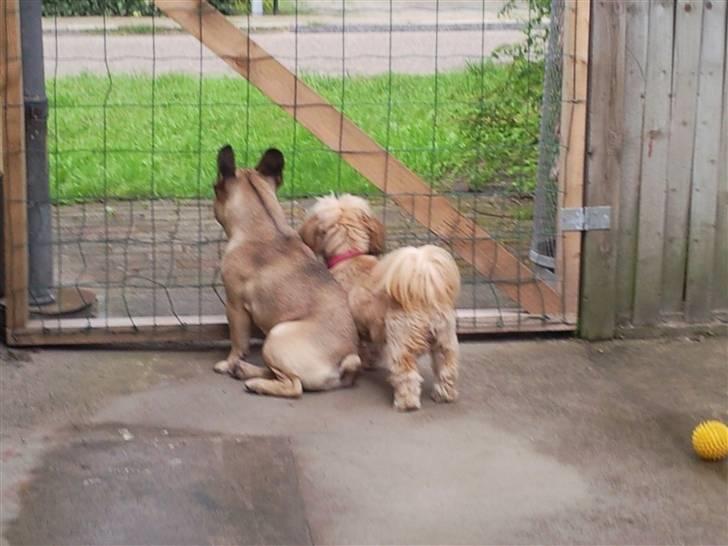 Shih tzu Buffy billede 17