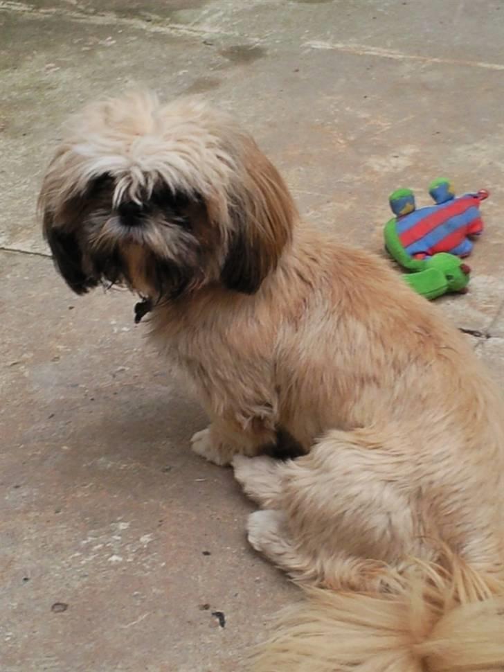 Shih tzu Buffy billede 18
