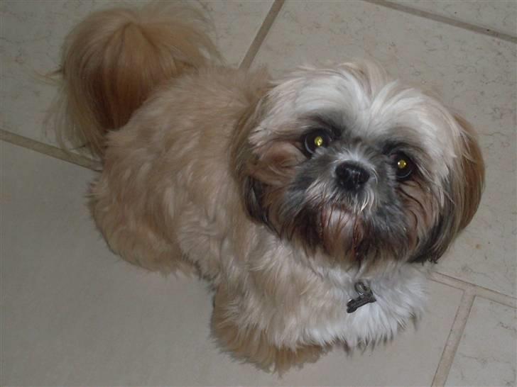 Shih tzu Buffy billede 19