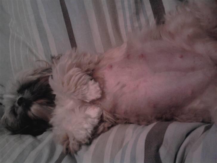 Shih tzu Buffy - Dejlig gravid billede 20