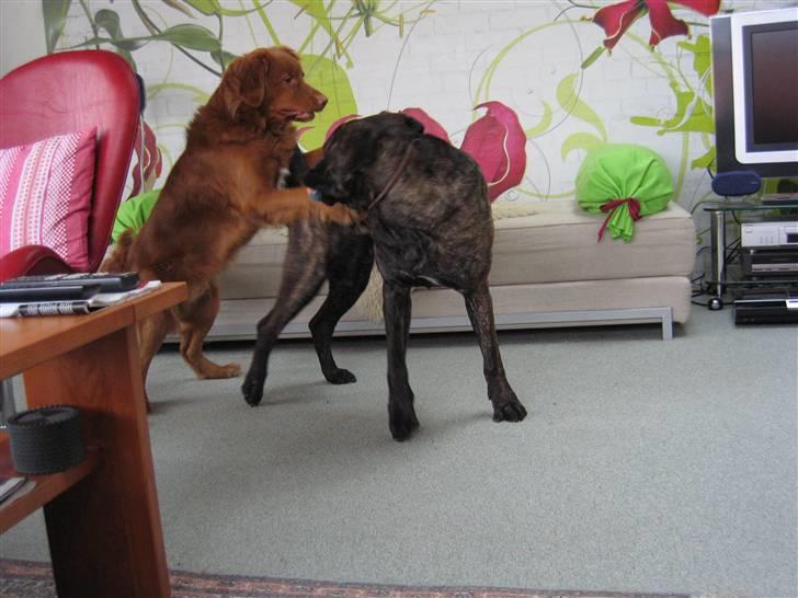 Nova scotia duck tolling retriever Bailey - Selvom man er en gammel herre, kan man aldrig helt sige nej til en god gang leg.  billede 17