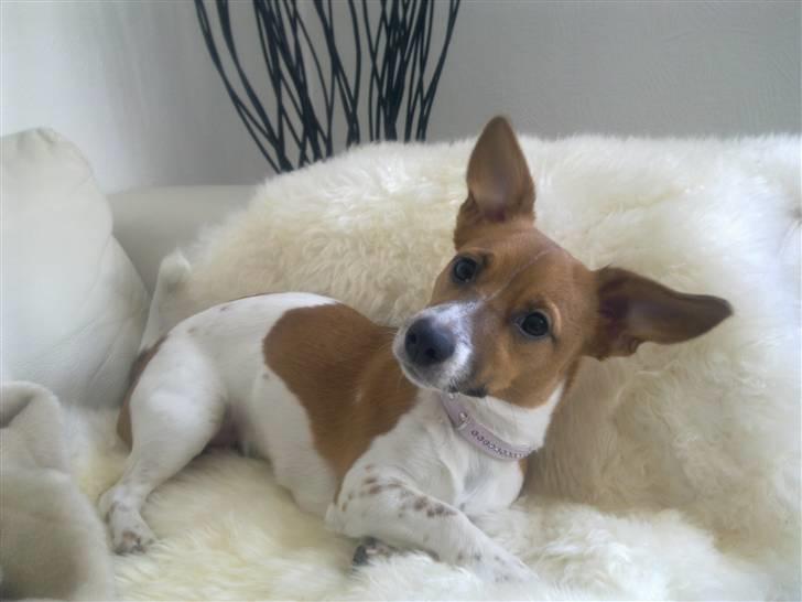 Jack russell terrier Sov sødt lille Liva - 10 måneder billede 19