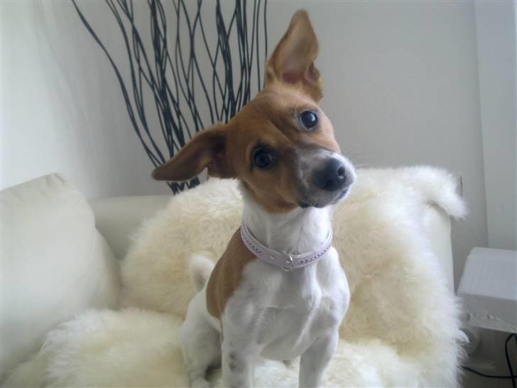 Jack russell terrier Sov sødt lille Liva billede 20