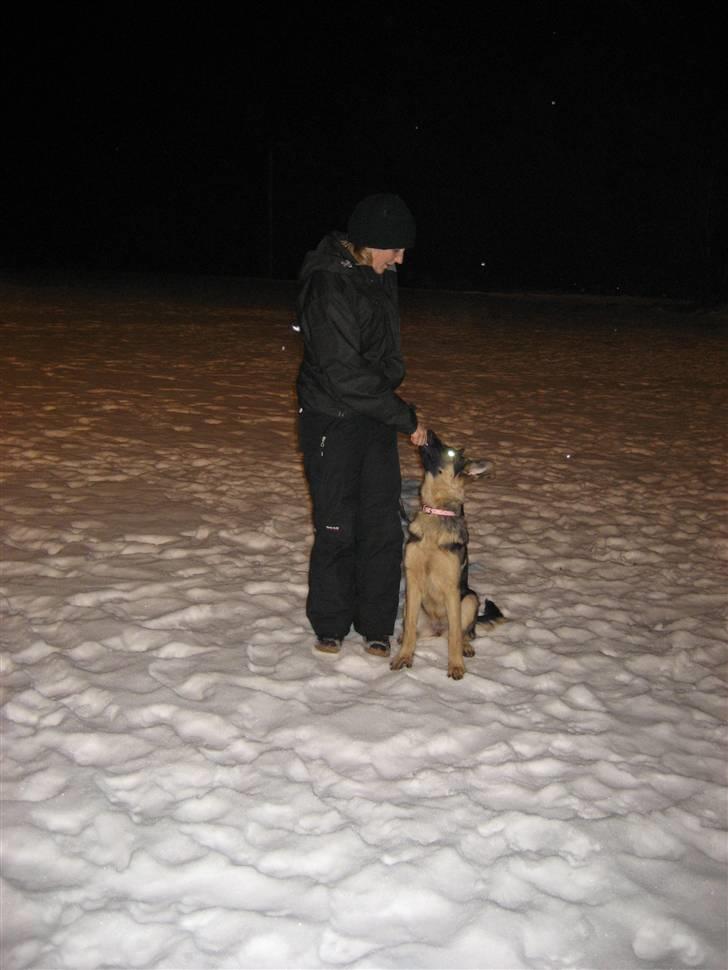 Schæferhund Thea billede 15