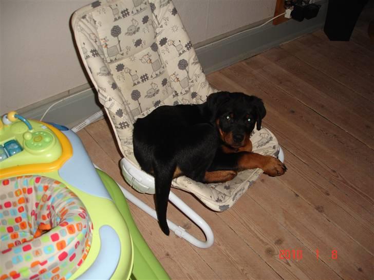 Rottweiler Bayo billede 6