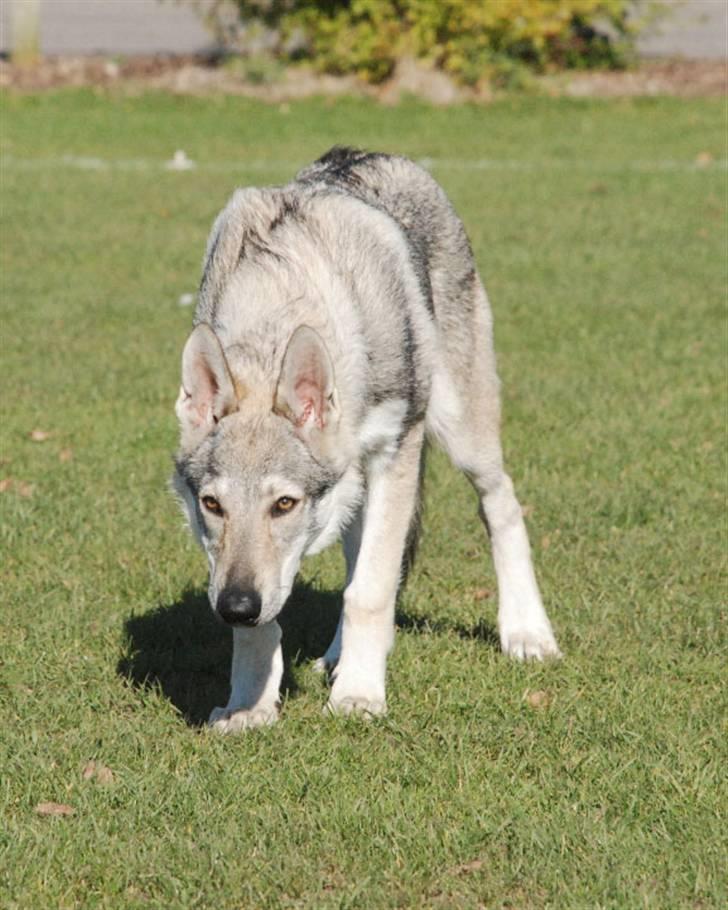 Tjekkoslovakisk ulvehund Pandora van Goverwelle - En ulv i fåreklæder? billede 3