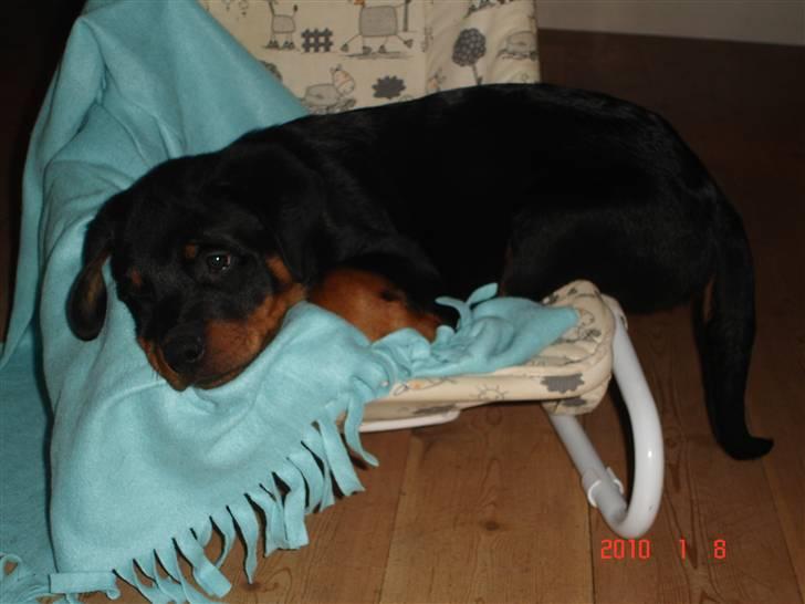 Rottweiler Bayo billede 7