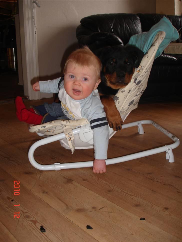 Rottweiler Bayo billede 8