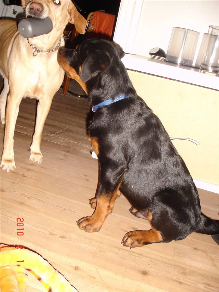 Rottweiler Bayo billede 9