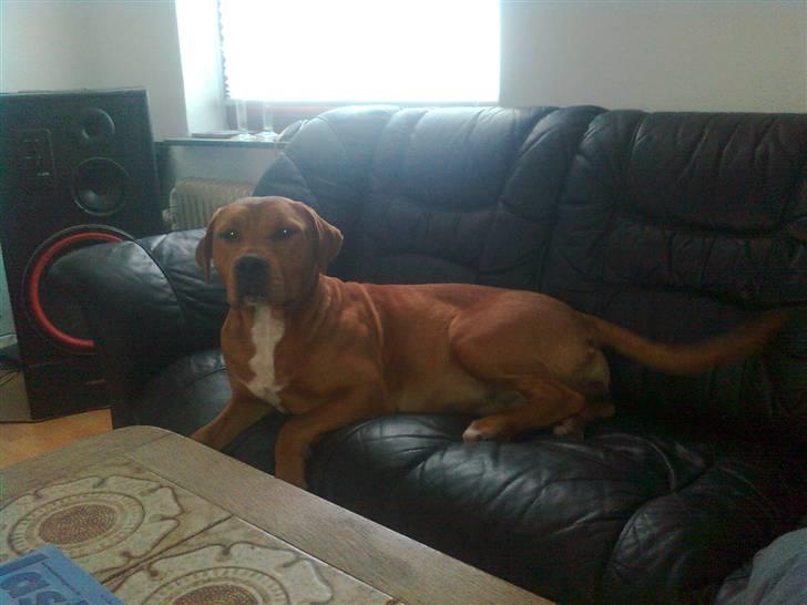 Blanding af racer R.I.P Soffi Pigen :( billede 1