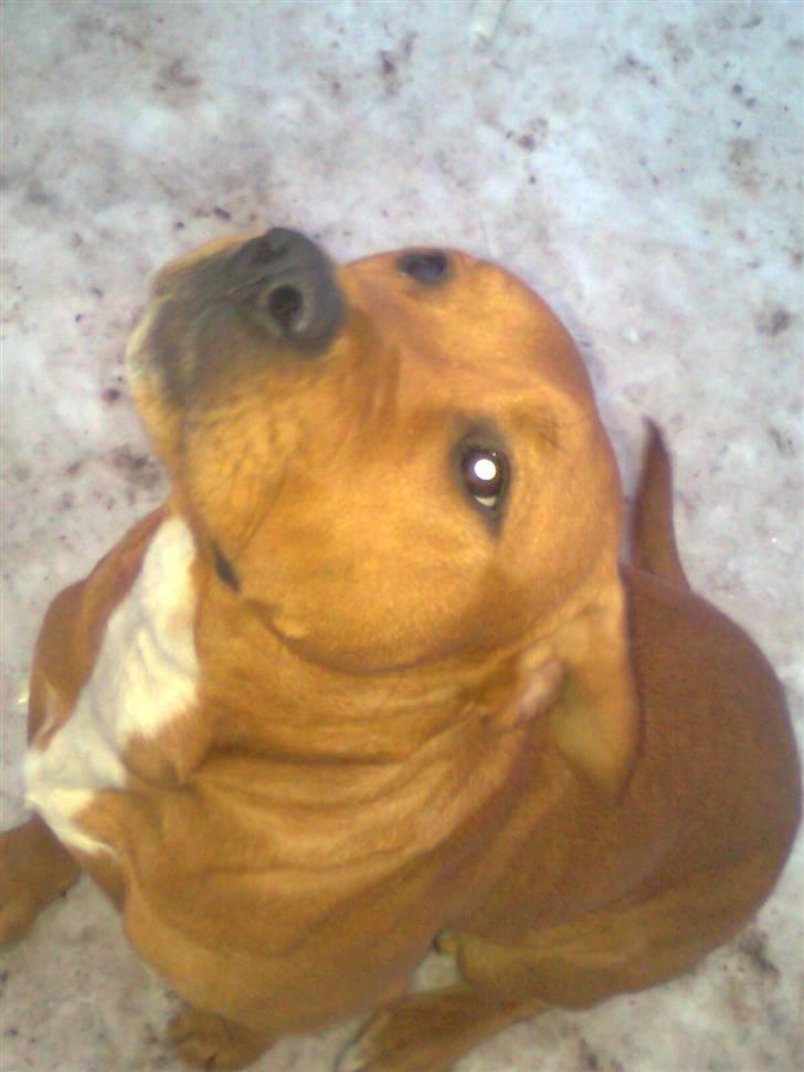 Blanding af racer R.I.P Soffi Pigen :( billede 2