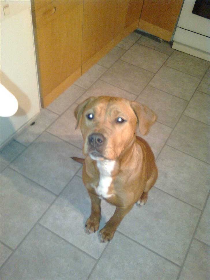 Blanding af racer R.I.P Soffi Pigen :( billede 3