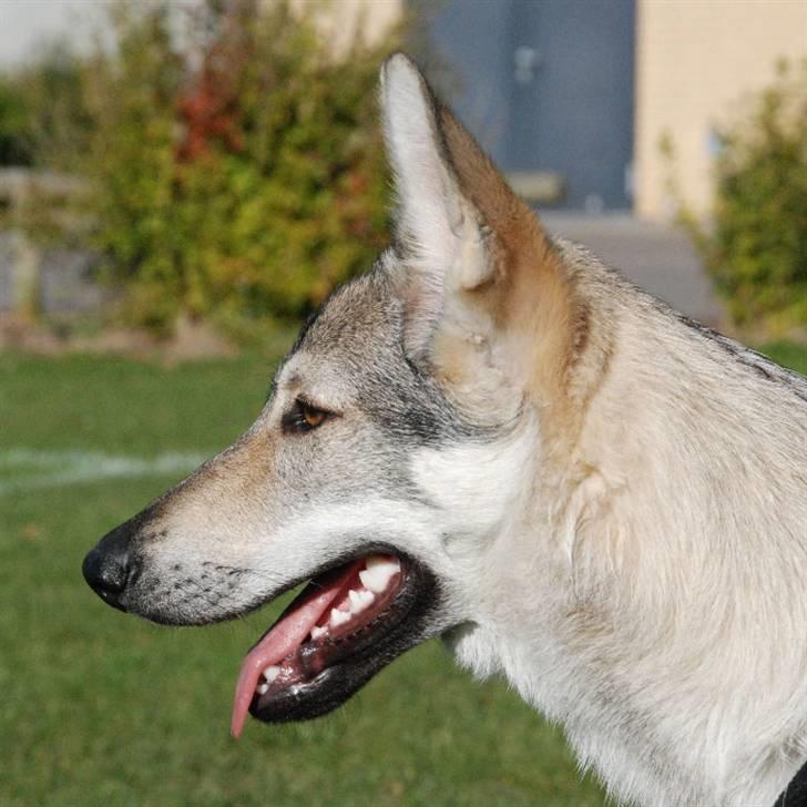 Tjekkoslovakisk ulvehund Pandora van Goverwelle - Tak til Rolf billede 4