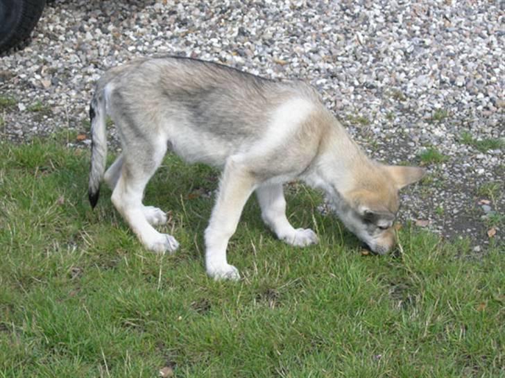 Tjekkoslovakisk ulvehund Pandora van Goverwelle - Lille og nysgerrig (3 mdr) billede 6