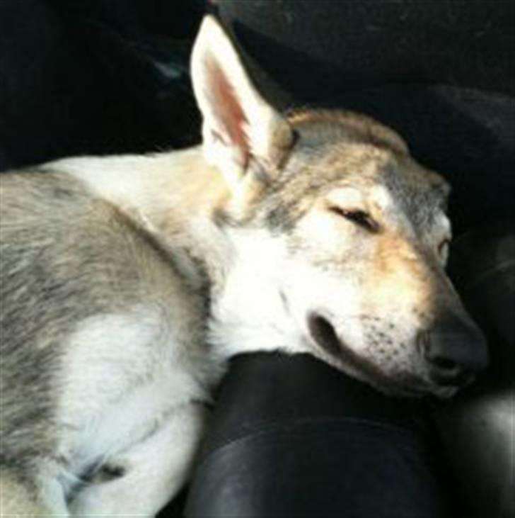 Tjekkoslovakisk ulvehund Pandora van Goverwelle - Goofy´n tired (bag i bilen) billede 7