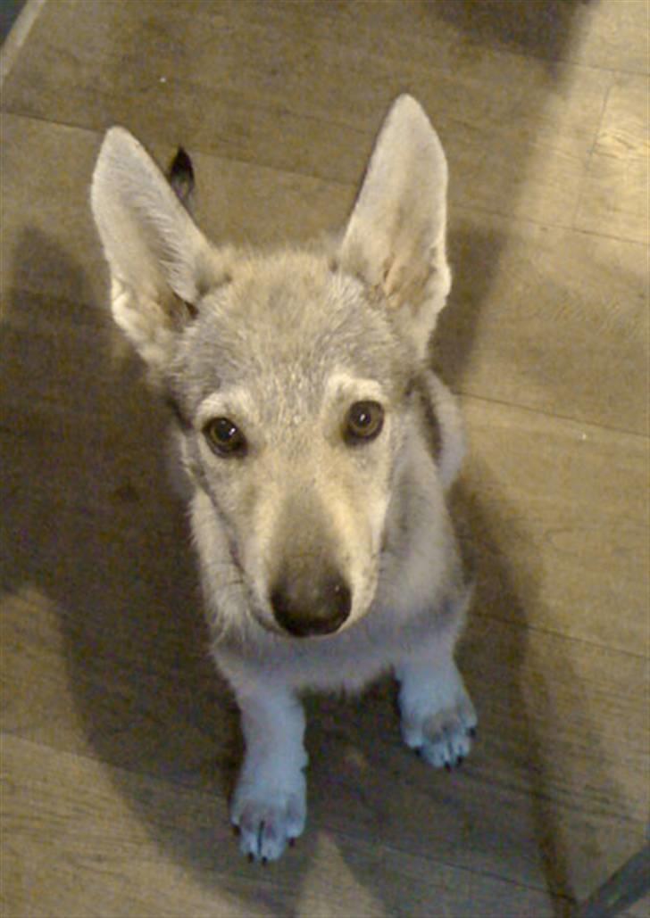 Tjekkoslovakisk ulvehund Pandora van Goverwelle - Lige ankommet (12 uger) billede 8