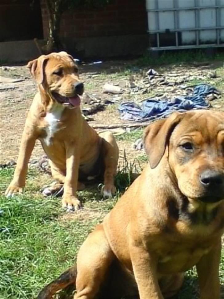 Blanding af racer R.I.P Soffi Pigen :( billede 4