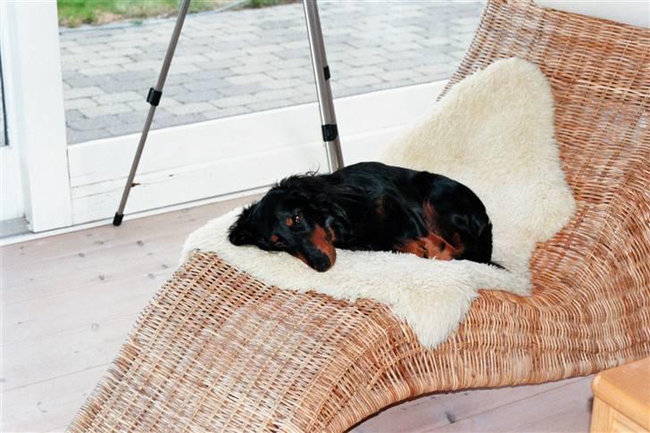 Gravhund Karl  - Skønt! <3 billede 14