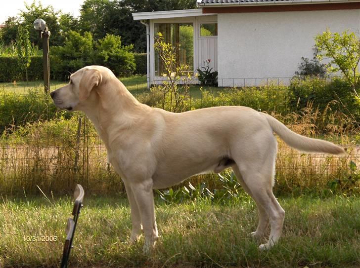 Labrador retriever Balder - SMUKT! Men han er dog ikk 8 år her! billede 1