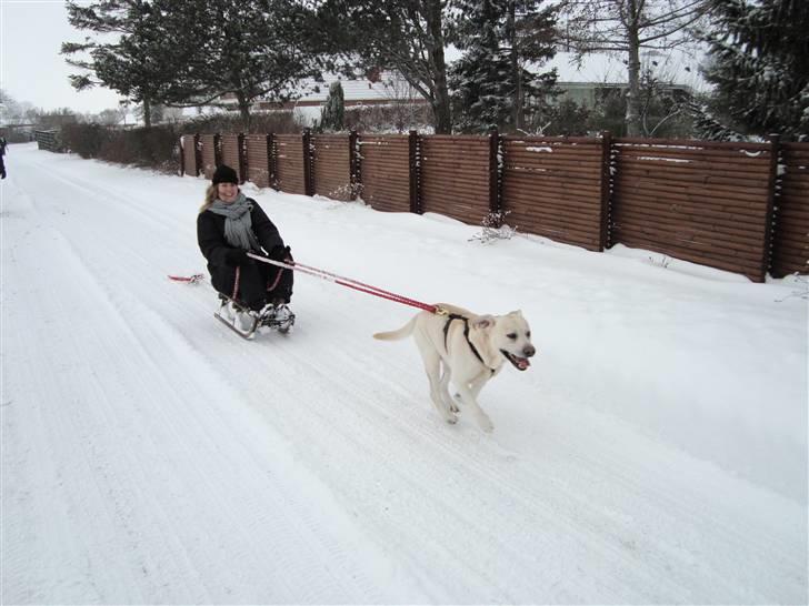 Labrador retriever Balder - Stærke Balder trækker min storesøster på kælk;-) billede 2