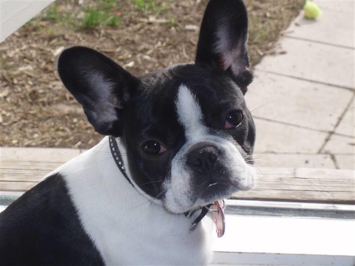 Fransk bulldog Bibbii billede 3