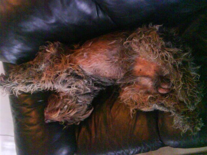 Ruhåret hønsehund Rex ( Død) R.I.P .  billede 6