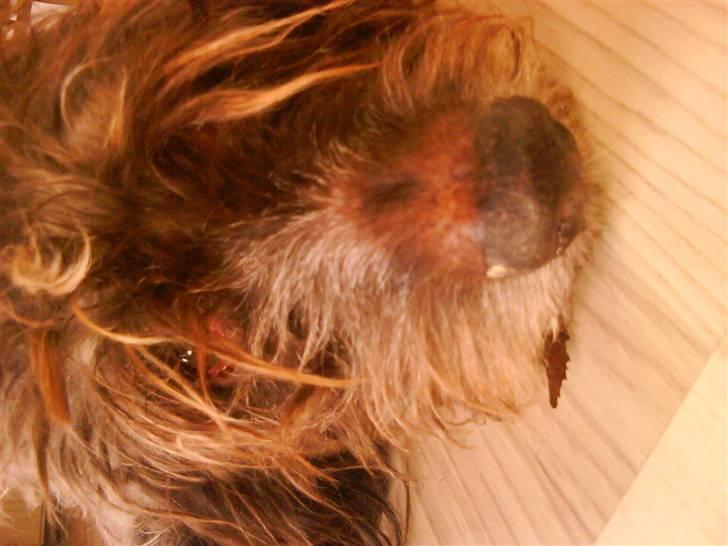 Ruhåret hønsehund Rex ( Død) R.I.P .  billede 7