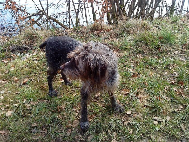 Ruhåret hønsehund Rex ( Død) R.I.P .  billede 8