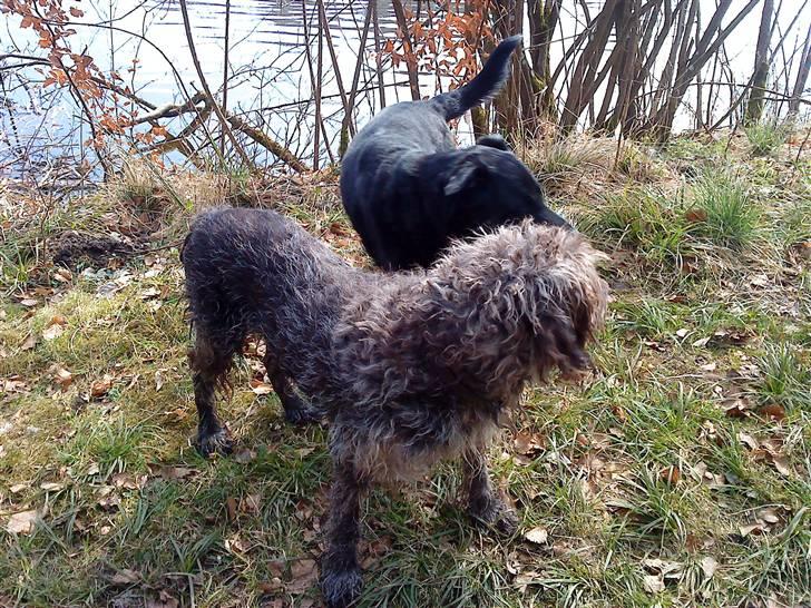 Ruhåret hønsehund Rex ( Død) R.I.P .  billede 9