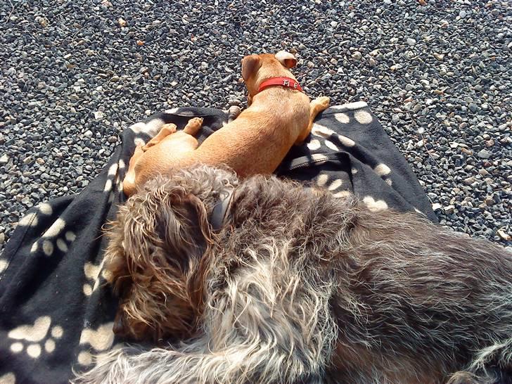 Ruhåret hønsehund Rex ( Død) R.I.P .  billede 10