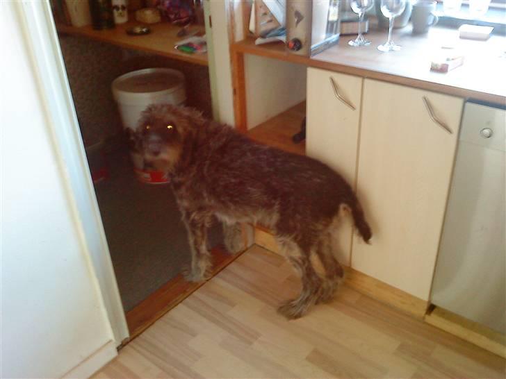 Ruhåret hønsehund Rex ( Død) R.I.P .  billede 11