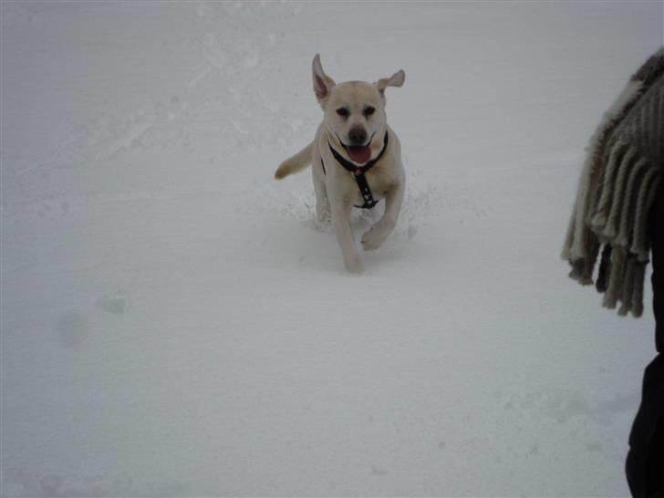 Labrador retriever Balder billede 3