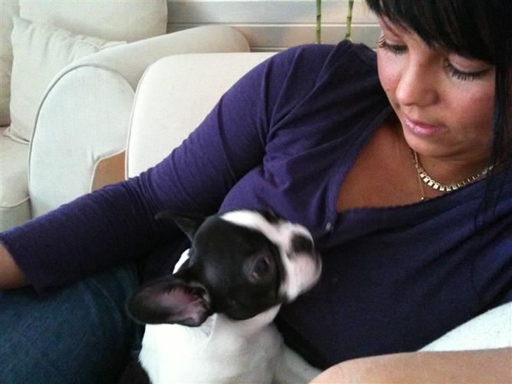 Fransk bulldog Bibbii billede 4