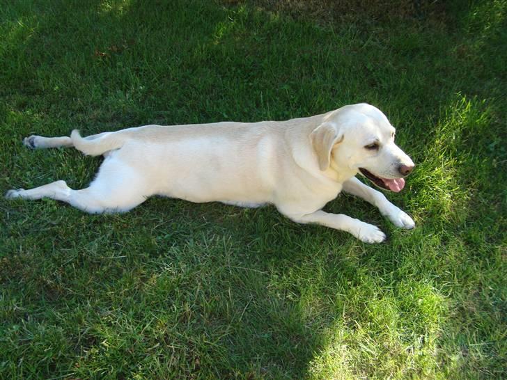 Labrador retriever Balder billede 4