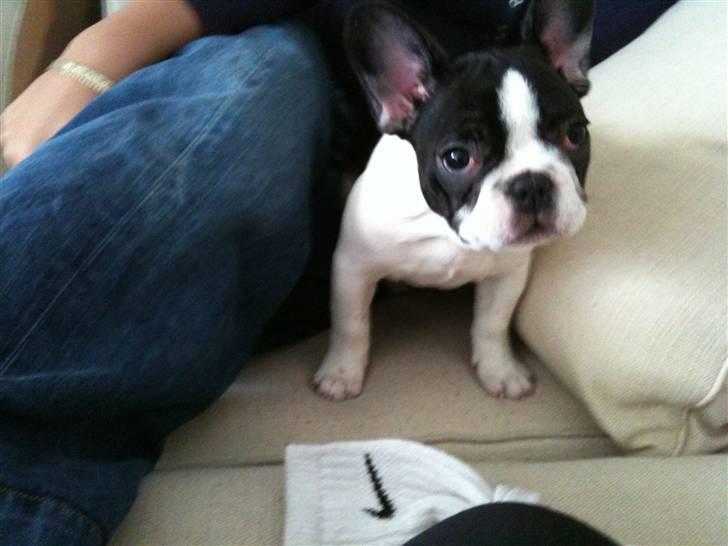 Fransk bulldog Bibbii billede 5