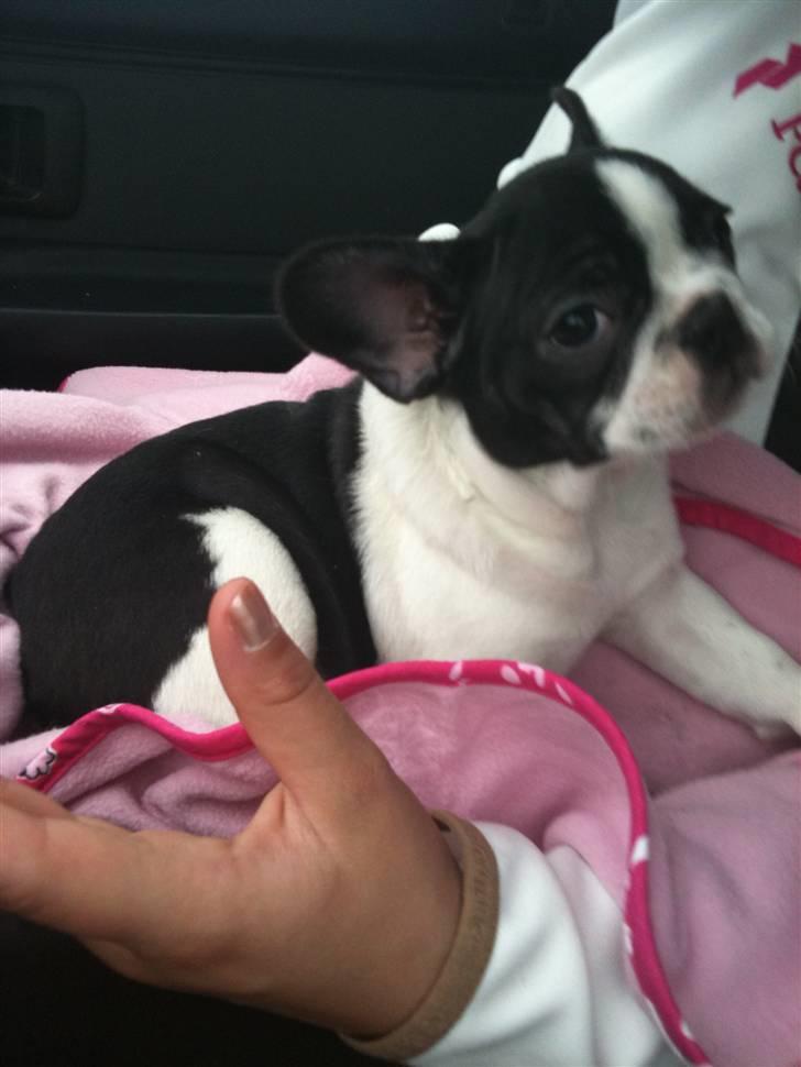 Fransk bulldog Bibbii billede 6