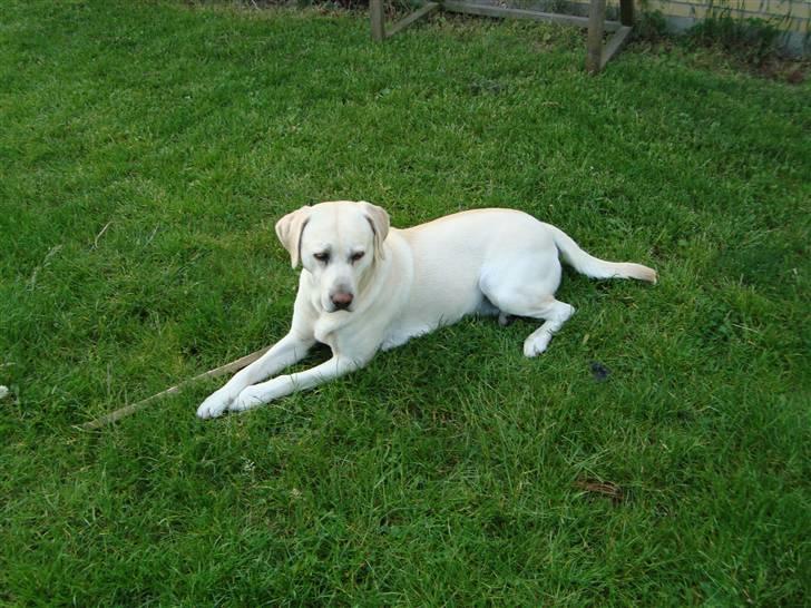 Labrador retriever Balder billede 5