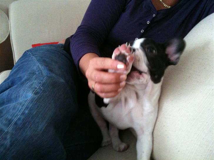 Fransk bulldog Bibbii billede 7