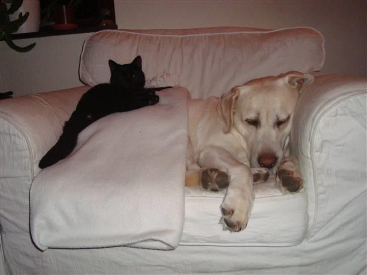 Labrador retriever Balder billede 6