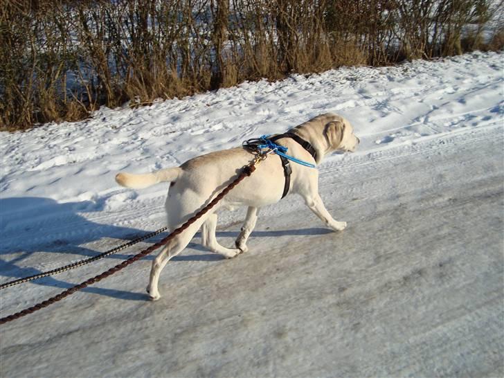 Labrador retriever Balder - Her trækker han kælken... På vej hjem fra tur;) billede 7