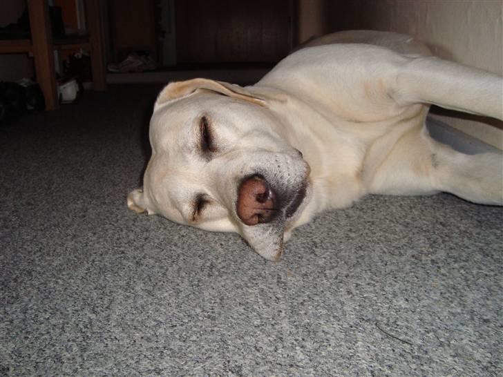 Labrador retriever Balder billede 8