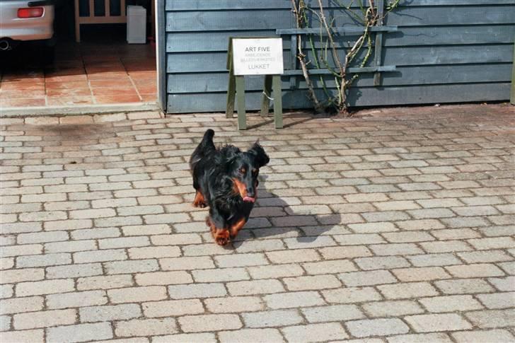 Gravhund Karl  - da, da, daaam billede 17