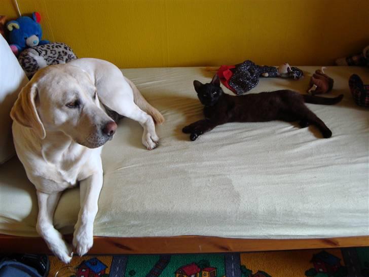 Labrador retriever Balder - Balder og vores kat, Liva...:) Her er hun næsten lige kommet ind i vores familie:) så derfor meget tynd! billede 9