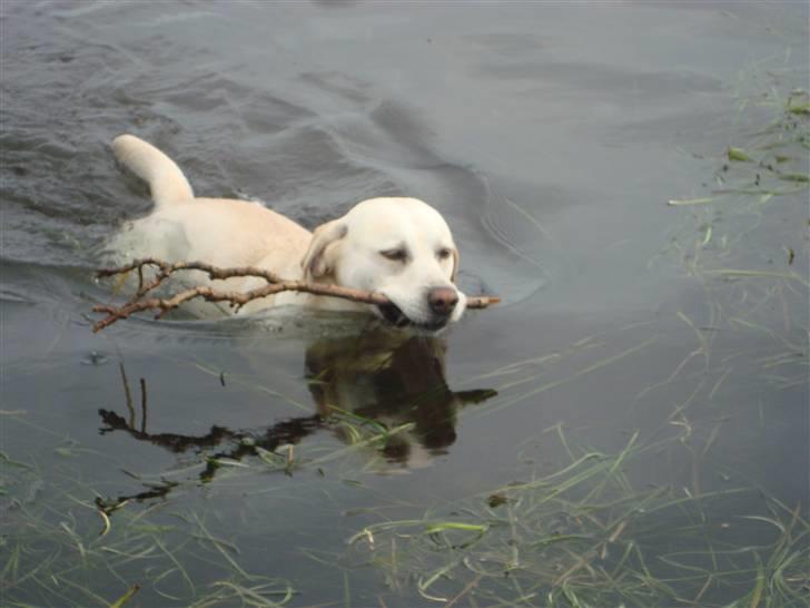 Labrador retriever Balder billede 10