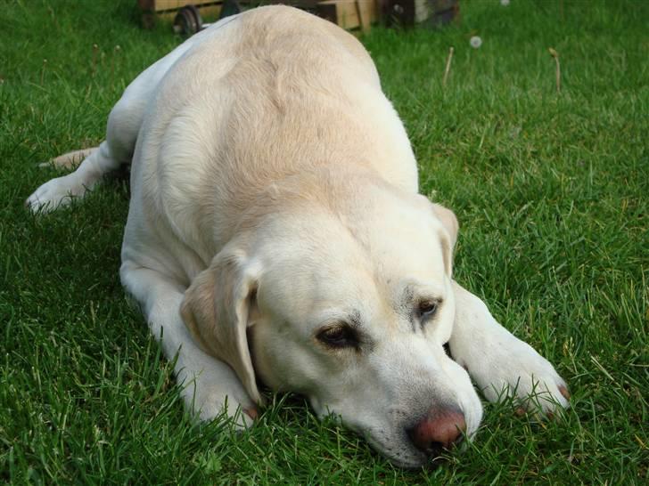 Labrador retriever Balder billede 11
