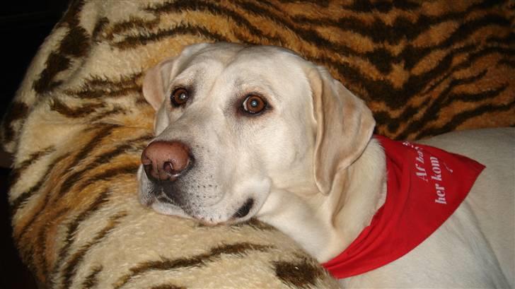 Labrador retriever Balder billede 12