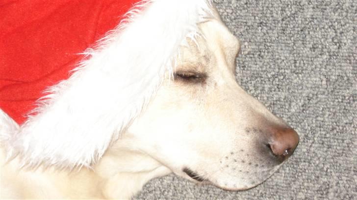 Labrador retriever Balder billede 13