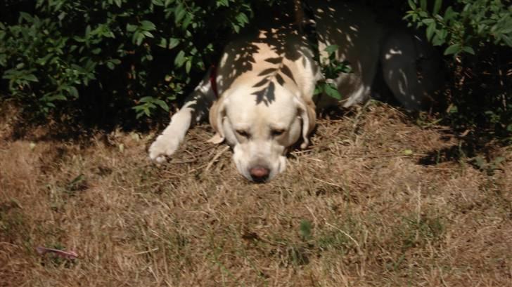 Labrador retriever Balder - En varm sommerdag:-) Så der er dejlig køligt under busken:) billede 14